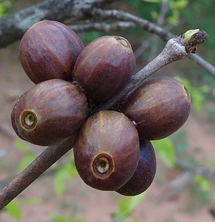 <i>Coffea racemosa</i> Species of coffee plant