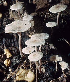 <i>Collybia cookei</i> Species of fungus