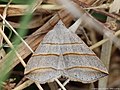 Colobochyla salicalis (Denis & Schiffermüller, 1775)