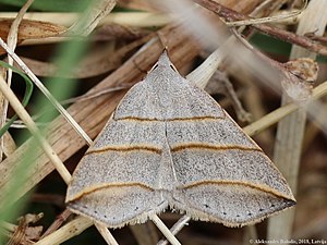 Colobochyla salicalis 01.JPG