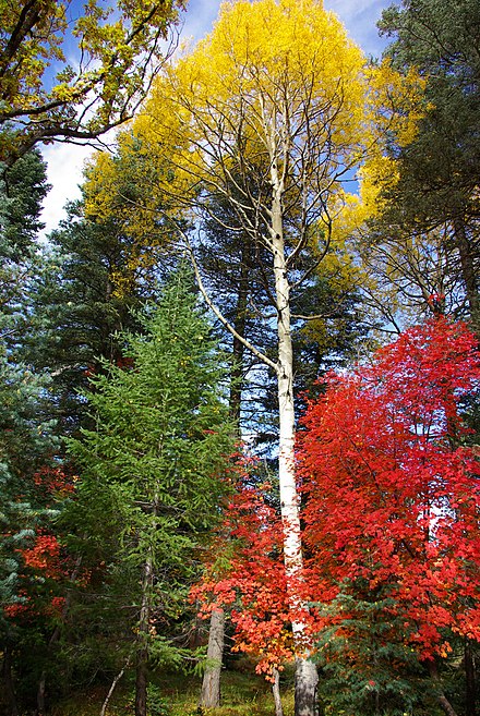 Bold fall colors of aspen and maple - Mogollon Rim Ranger District