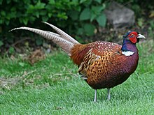 Обыкновенный фазан RWD2.jpg