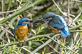 * Nomination: Common kingfishers (Alcedo atthis ispida) male passing fish to female --Charlesjsharp 13:27, 29 May 2023 (UTC) * * Review needed