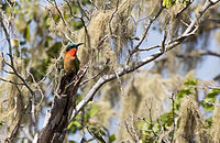 Iringou galeri ormanında Red-throated bee-eater