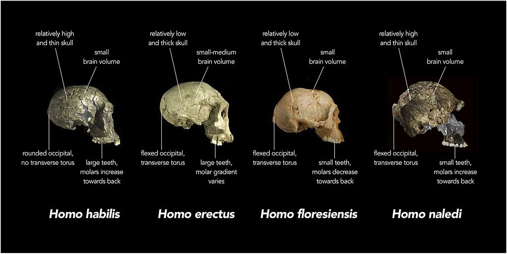  Comparison of skull features of Homo naledi and other early human species 