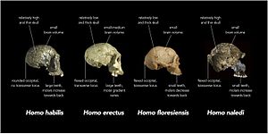 Comparison of skull features of Homo naledi and other early human species.jpg