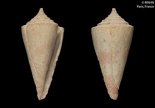 <i>Conasprella tirardi</i> Species of gastropod