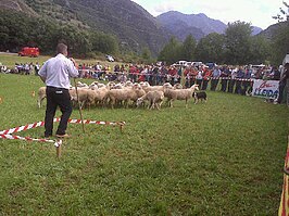 Concurso de perros pastores en Llavorsí