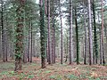 Area of coniferous woodland at Joyden's Wood.