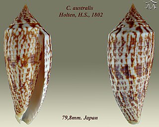 <i>Conus australis</i> species of mollusc