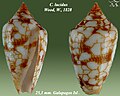 Conus lucidus 2.jpg