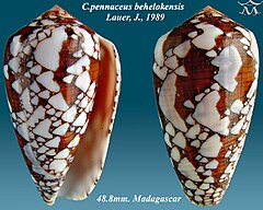 Description de l'image Conus pennaceus behelokensis 1.jpg.