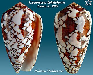 <i>Conus behelokensis</i> species of mollusc