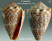 Conus dikawasan 1.jpg