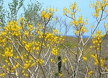 Conzattia multiflora.jpg