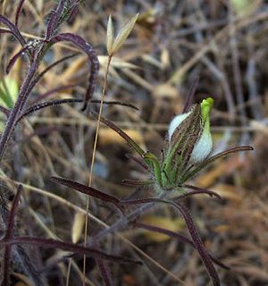 <i>Cordylanthus rigidus</i> species of plant