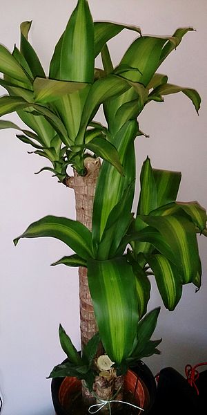 File:Corn Plant (Dracaena fragrans 'Massangeana').jpg