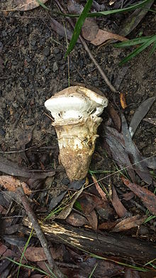 Immature mushroom covered in cortina Cortinarius australiensisLNCP1.jpg
