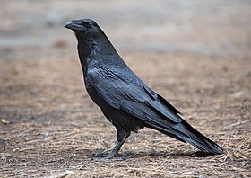 Corvus corax (Common Raven), Yosemite NP, CA, US - Diliff.jpg