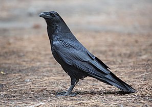 Corvus corax