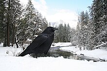 Esemplare nei pressi dell'Half Dome