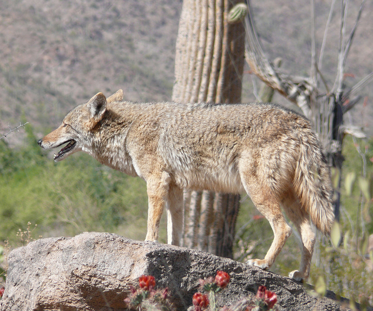 File:Wild animals of NA (1918) Arizona coyote.png - Wikimedia Commons