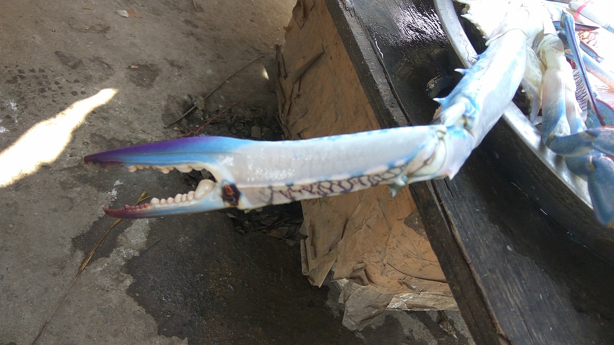 File:Crab Claw in Kakinada Fish Market, Andhra Pradesh, India.jpg