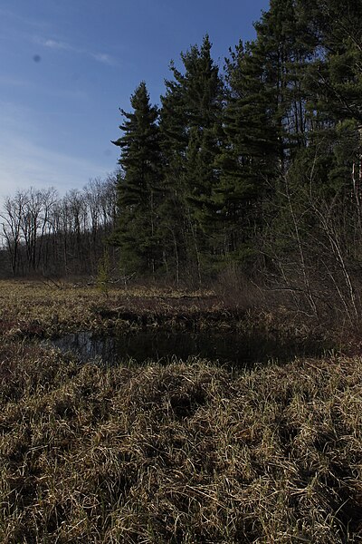 File:Cranesville Swamp Preserve 30.JPG