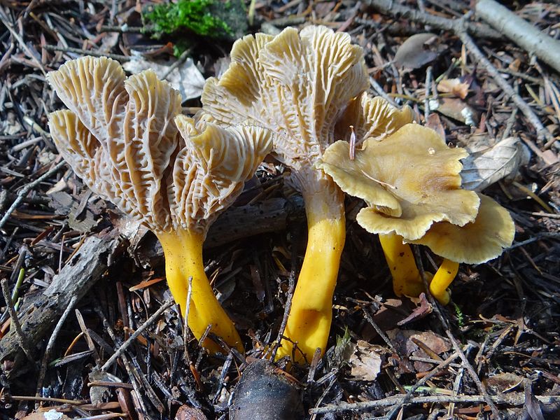 File:Craterellus lutescens a1 (5).JPG