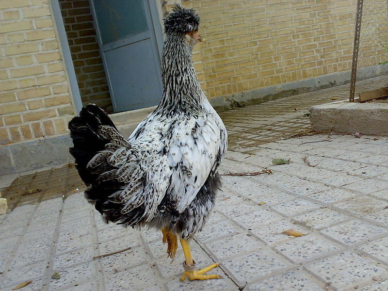 File:Crested Hen 2.jpg