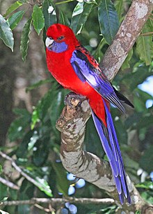 Lamington National Park, Queensland, Australia Crimson Rosella JCB.jpg