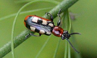 Common asparagus beetle species of insect