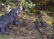 Florida'daki genç timsahların yuvası.