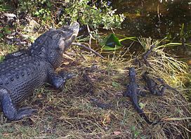 File:Deinosuchus hatcheri 052913.jpg - Wikipedia