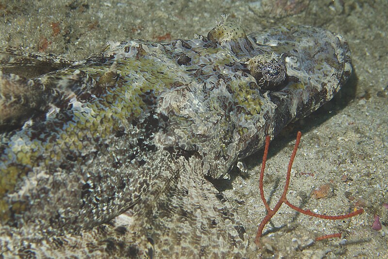 File:Crocodile Fish (14444109066).jpg