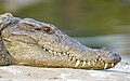 * Nomination Head of mugger crocodile (Crocodylus palustris) basking on a rock, Ranganathittu Bird Sanctuary, Mandya District, Karnataka, India --Tagooty 01:32, 20 January 2024 (UTC) * Promotion  Support Good quality. --Johann Jaritz 03:02, 20 January 2024 (UTC)