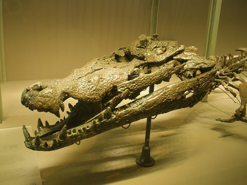 File:Crocodylus depressifrons.jpg