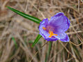 Crocus heuffelianus Herb.2.jpg