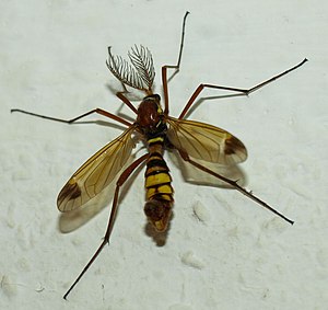 Ctenophora ornata, male