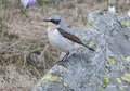 Oenanthe oenanthe (maschio)-Passo dello Spluga (SO)