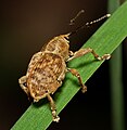 Curculio venosus