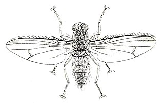 Curtonotidae Family of flies