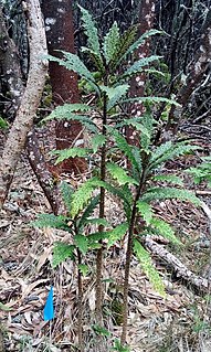 <i>Cyanea stictophylla</i> Species of flowering plant