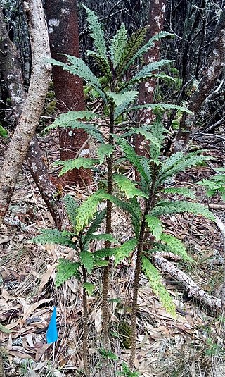 <i>Cyanea stictophylla</i> Species of flowering plant