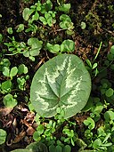 Cyclamen coum leaf