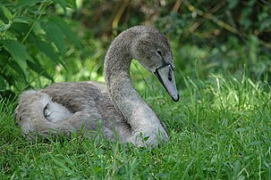 Un jeune cygne tuberculé en pleine mue, à Colmar. (définition réelle 5 472 × 3 648)