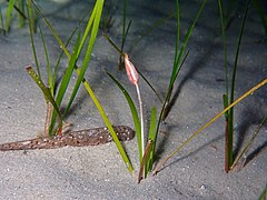 Cymodocea nodosa - Plant habit