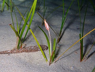 <span class="mw-page-title-main">Cymodoceaceae</span> Family of aquatic plants