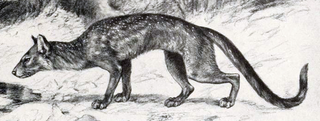 <i>Cynodictis</i> Extinct genus of carnivores