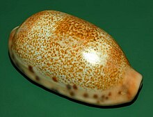 Cypraeidae - Erronea caurica-1.JPG 